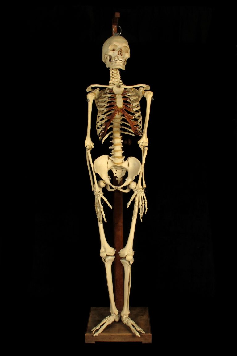Squelette Anatomique Humain 1,80m - Réplique Pour Cabinet De Curiosités, Oddities - Occasion