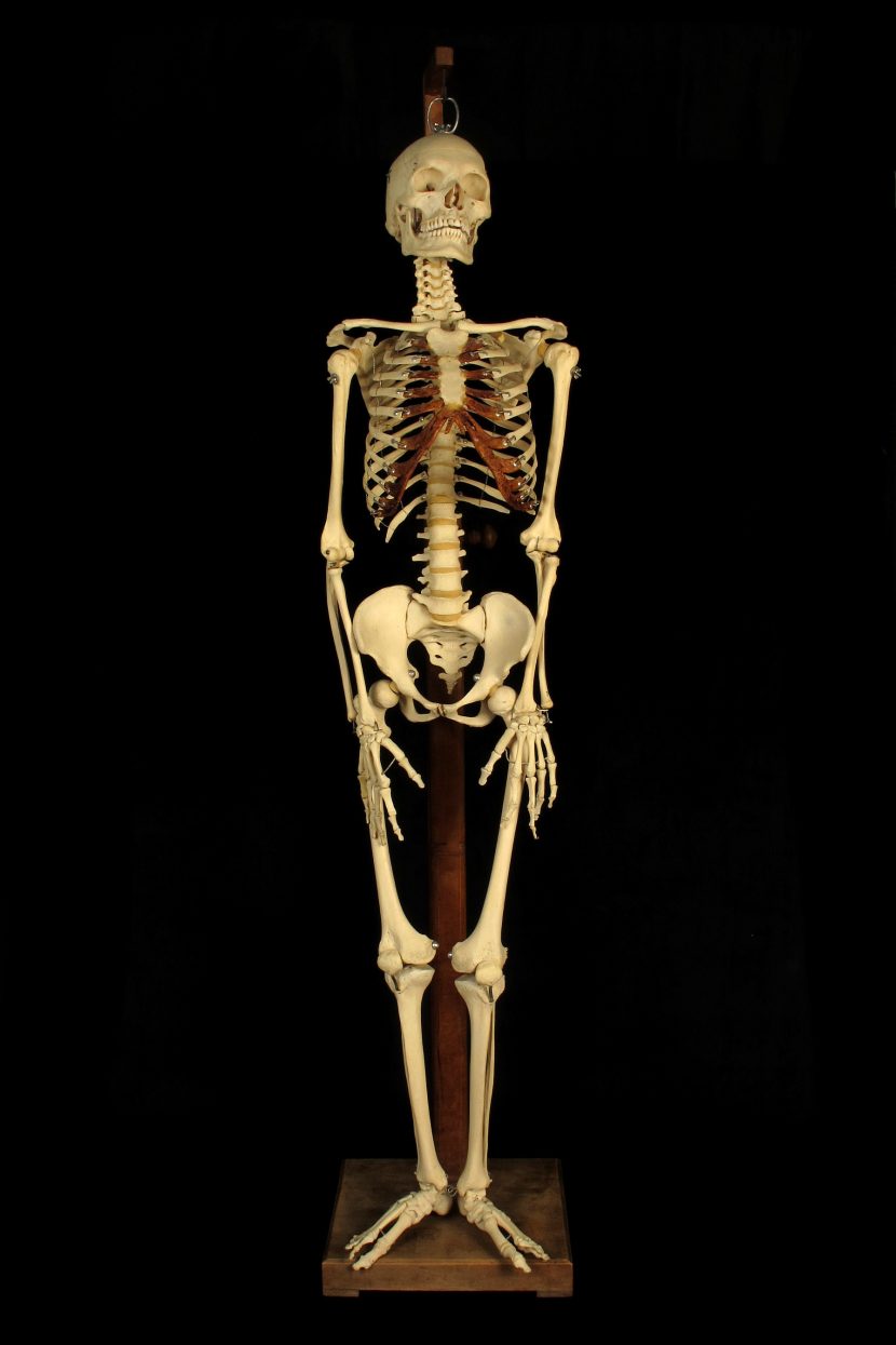 Ancien squelette anatomique ecole medecine cabinet curiosités